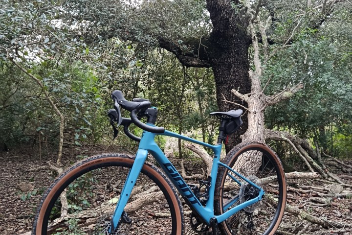 Blue bicycle leaning against a large tree in a wooded area.
